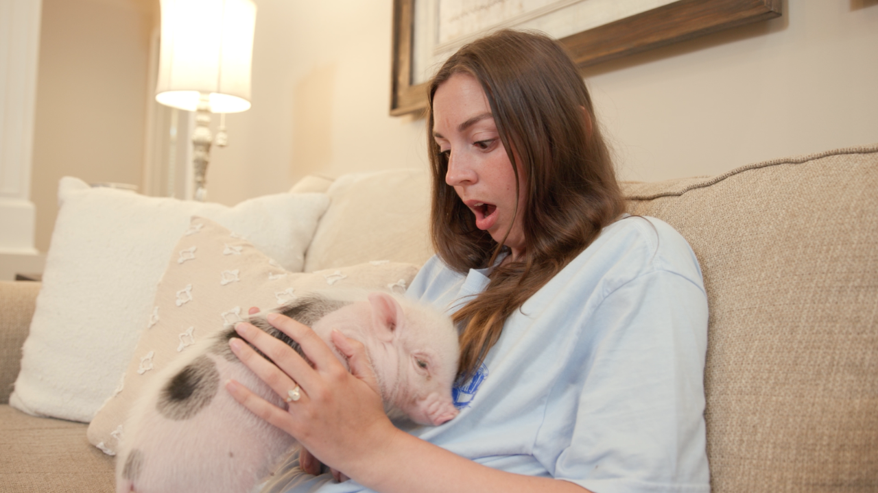 JC Hamm – Pig Ad